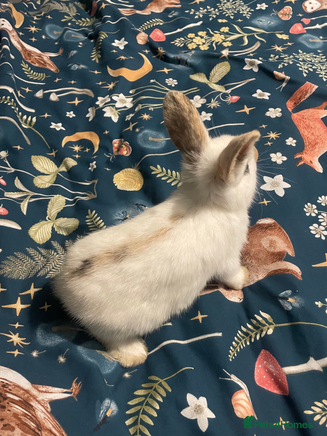 English Spot rabbits for sale: 2 Female English Spot x Lop Rabbits  - Image 7