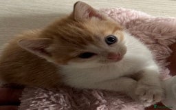 Mixed Breed cats for sale: 6 gorgeous kittens ready 14.09. 4 males, 2 females - Image 10
