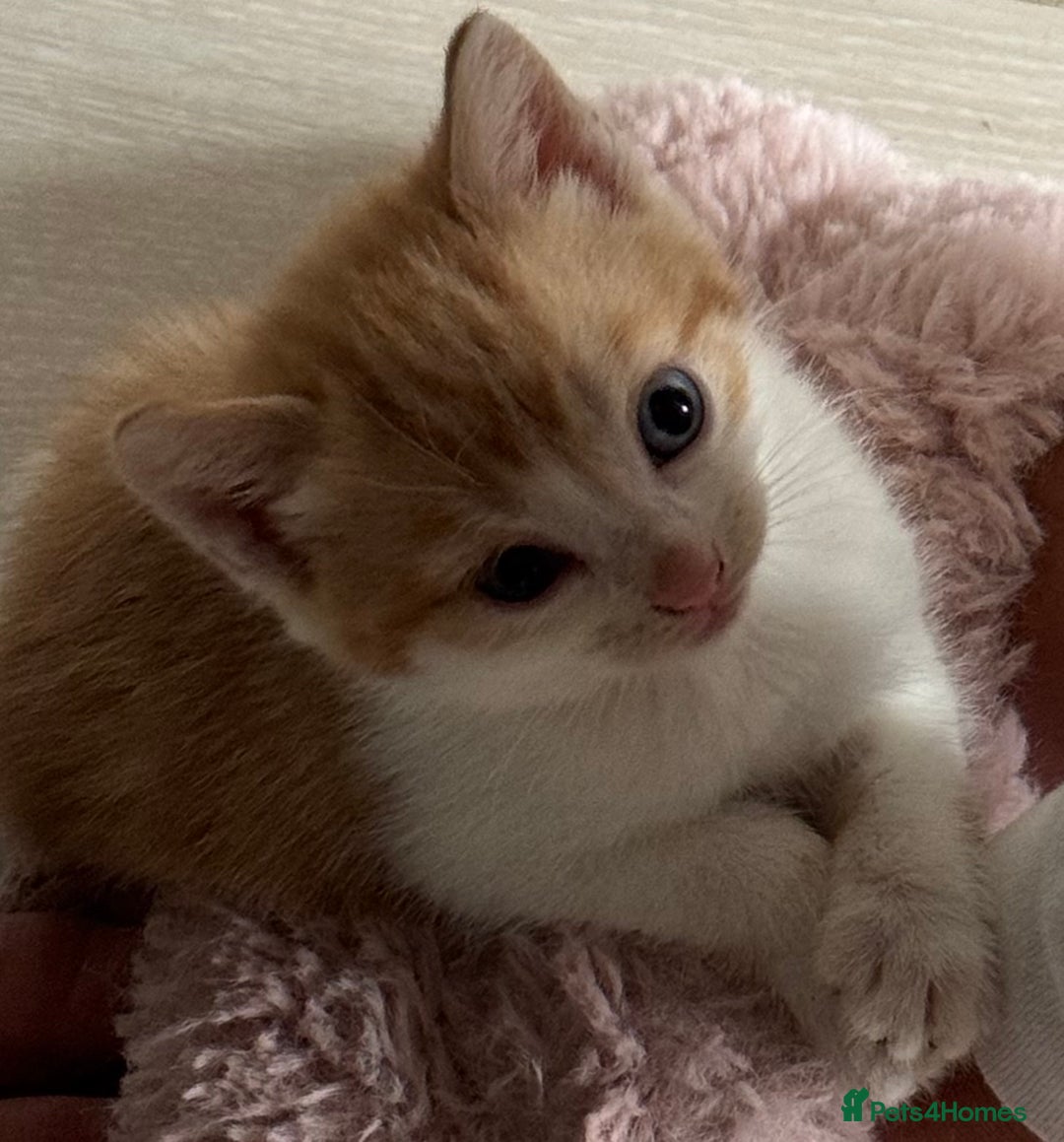 Mixed Breed cats for sale: 6 gorgeous kittens ready 14.09. 4 males, 2 females - Image 10