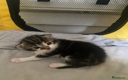British Shorthair cats for sale: 4 kittens for sale  - Image 33