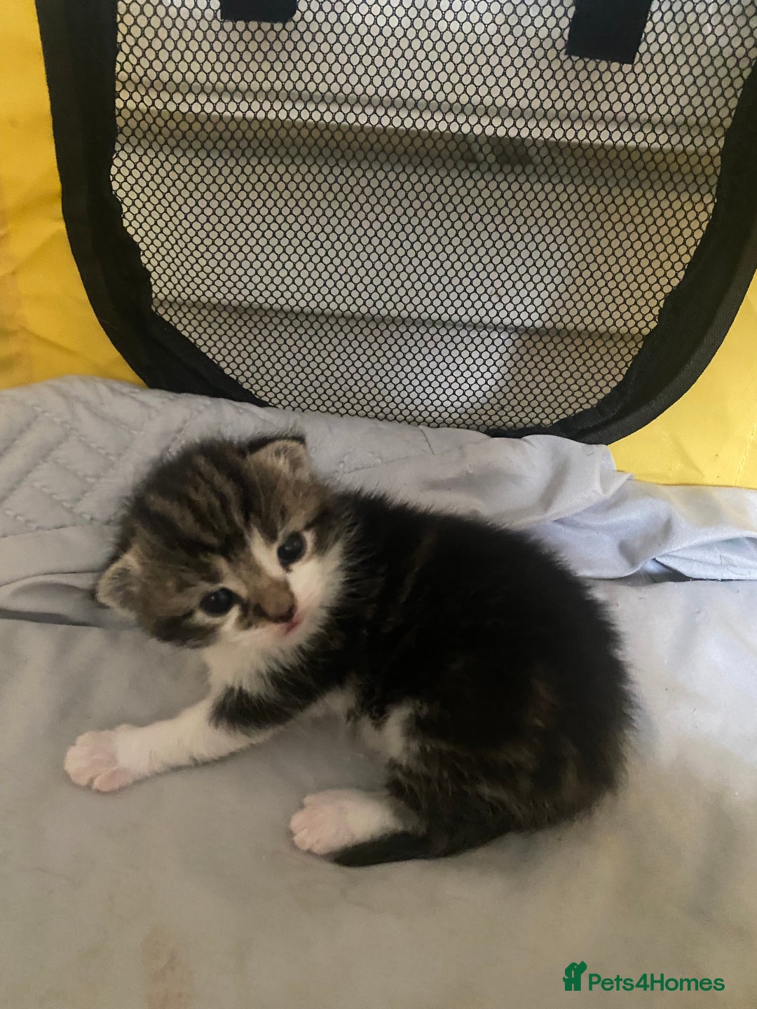 British Shorthair cats for sale: 4 kittens for sale  - Image 33