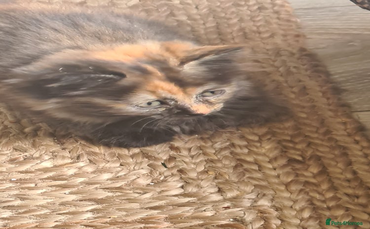 Ragdoll cats - Advert 16