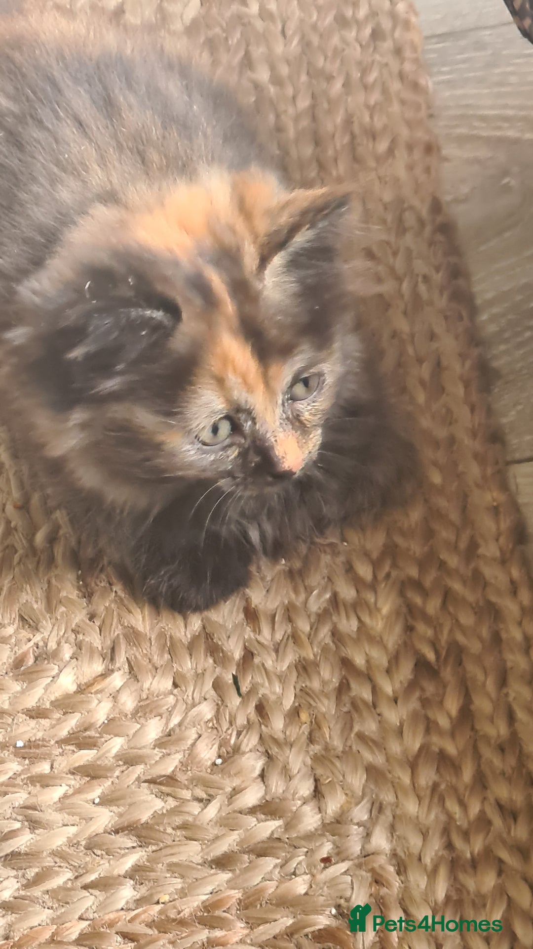Ragdoll cats for sale: Ragdoll x kittens - Image 2