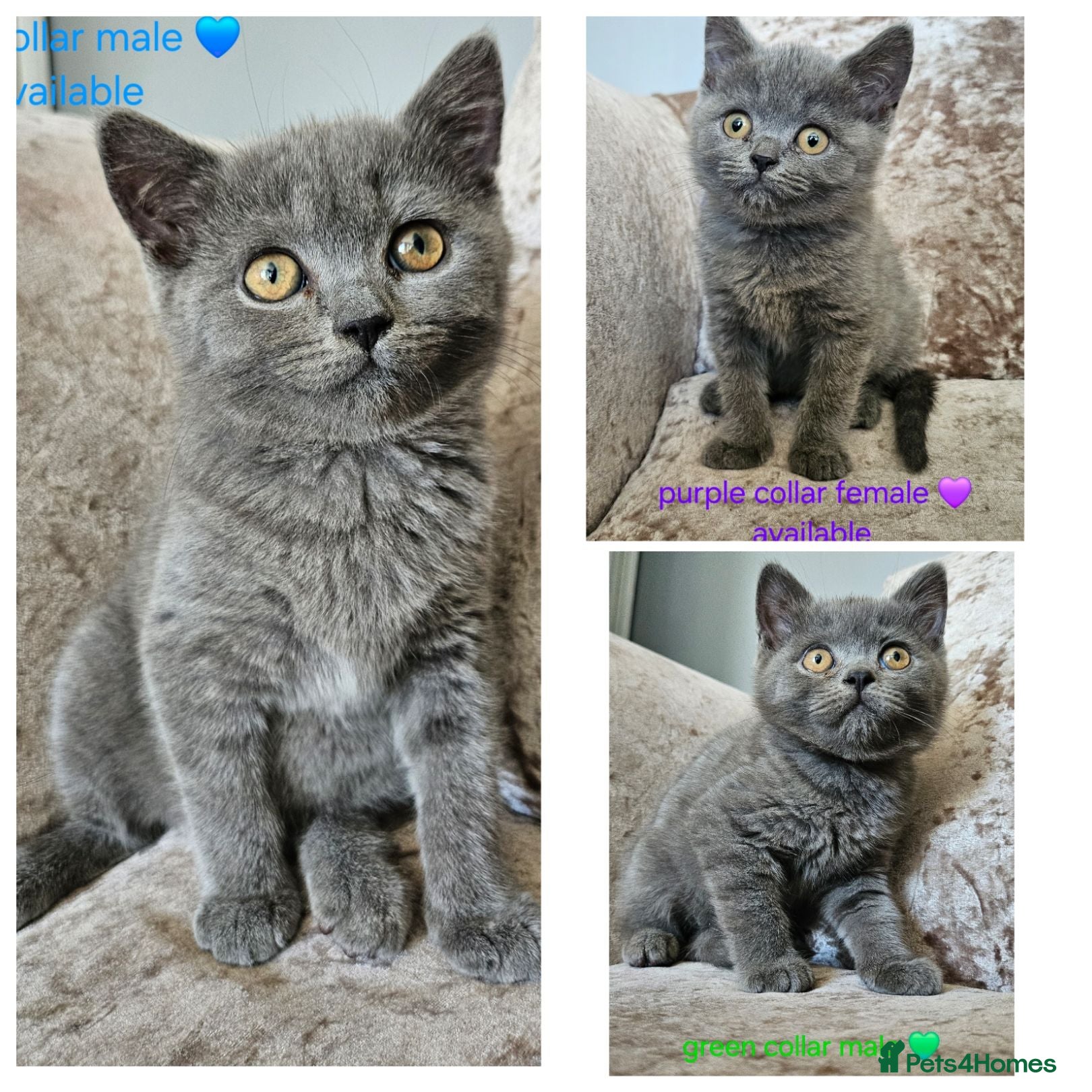 British Shorthair cats British blue shorthairs LAST 3 LEFT  - Advert 18