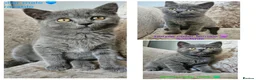British Shorthair cats for sale: British blue shorthairs LAST 3 LEFT  - Advert 1