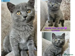 British Shorthair cats British blue shorthairs LAST 3 LEFT - Advert 18