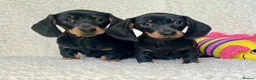 Dachshund dogs for sale: Beautiful Miniature Dachshund Puppies  - Advert 1