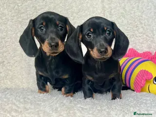 Dachshund dogs Beautiful Miniature Dachshund Puppies - Advert 5
