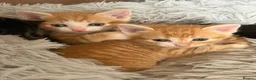 Mixed Breed cats for sale: 2 Ginger boys and 1 Tabby boy  - Advert 1