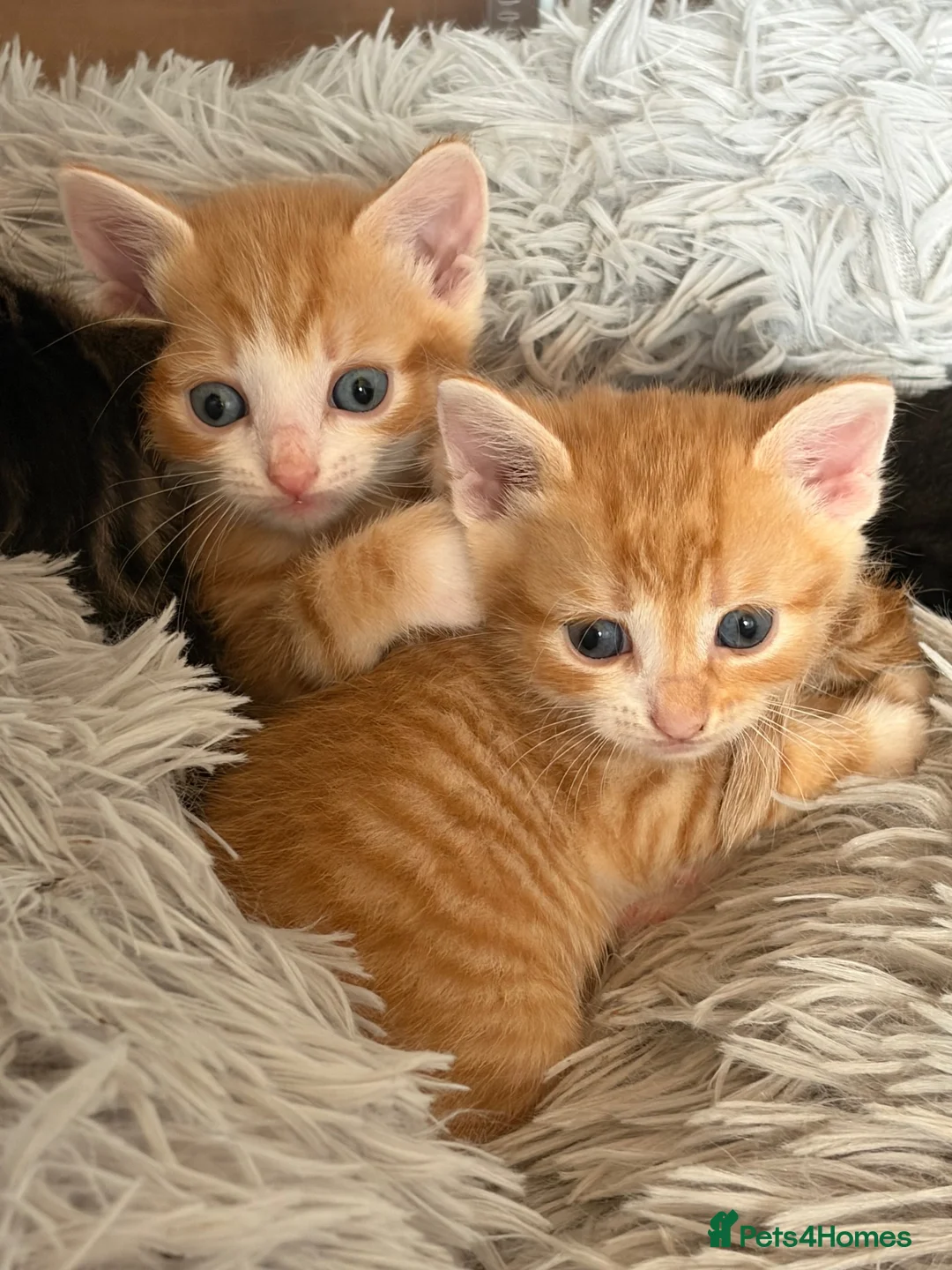 Mixed Breed cats for sale: 2 Ginger boys and 1 Tabby boy  - Advert 1