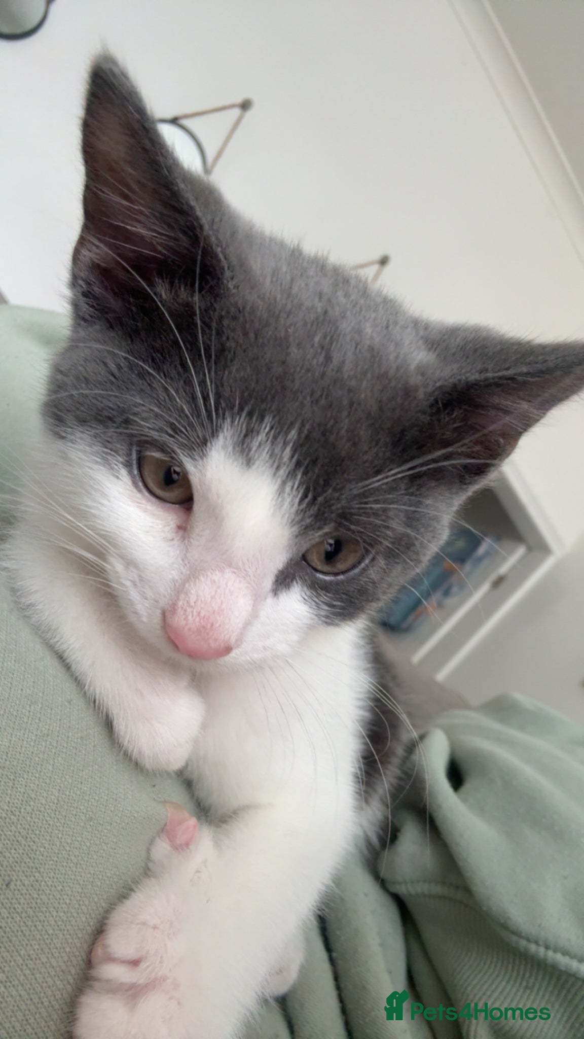 Mixed Breed cats for sale: Male kitten - Advert 1