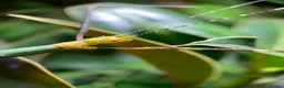 Stick Insects invertebrates for sale: 8x Nymphs of Myronides Glaucus ‘Peleng’ - Advert 4