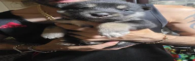 Shepsky Puppy 9