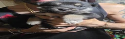 Shepsky dogs for sale: 9 shepsky puppies  - Advert 6