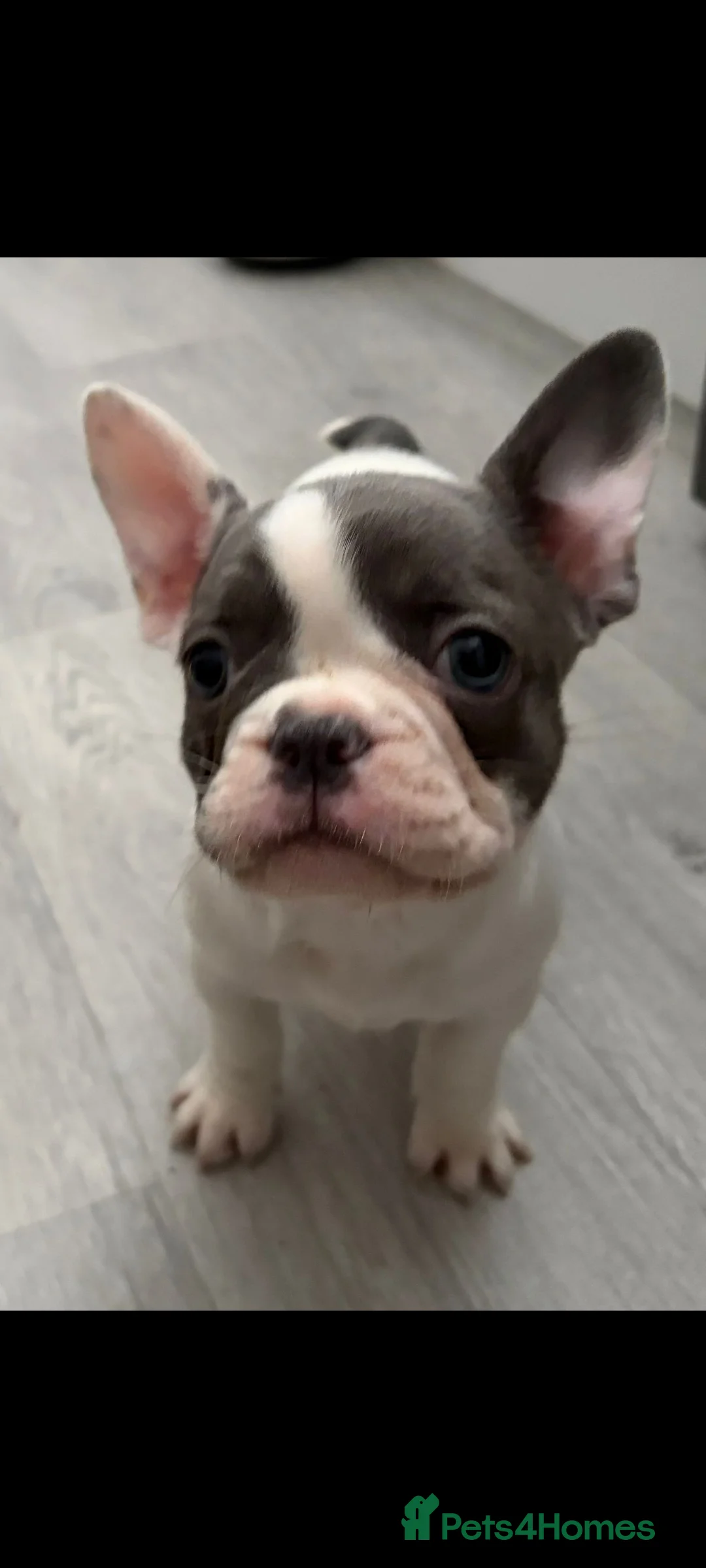 French Bulldog dogs for sale: Beautiful French bulldog pups - Advert 13
