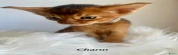 Abyssinian cats for sale: Adorable Abyssinian kittens - Advert 12