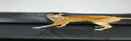 Cornish Rex cats for sale: Cornish Rex Male Seeking a Loving Forever Home - Advert 4