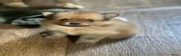 Pomeranian dogs for sale: Pomeranian Puppies  - Advert 11