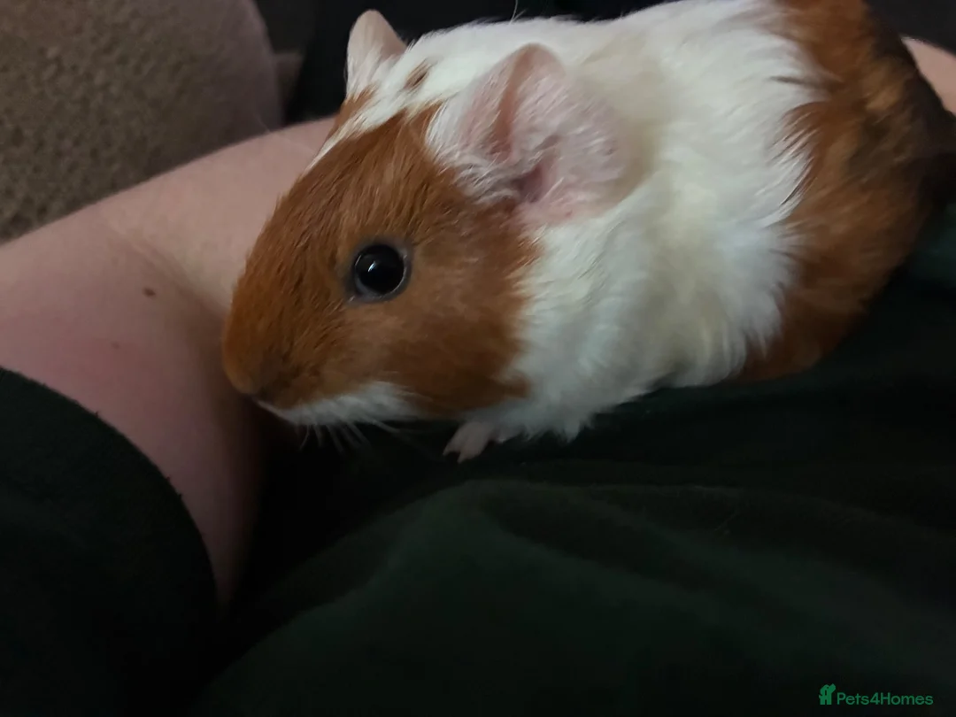 Guinea Pig rodents for sale: 5 guinea pigs  - Advert 2