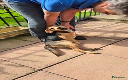 Mixed Breed dogs for adoption: Toby the Terrier - Image 15