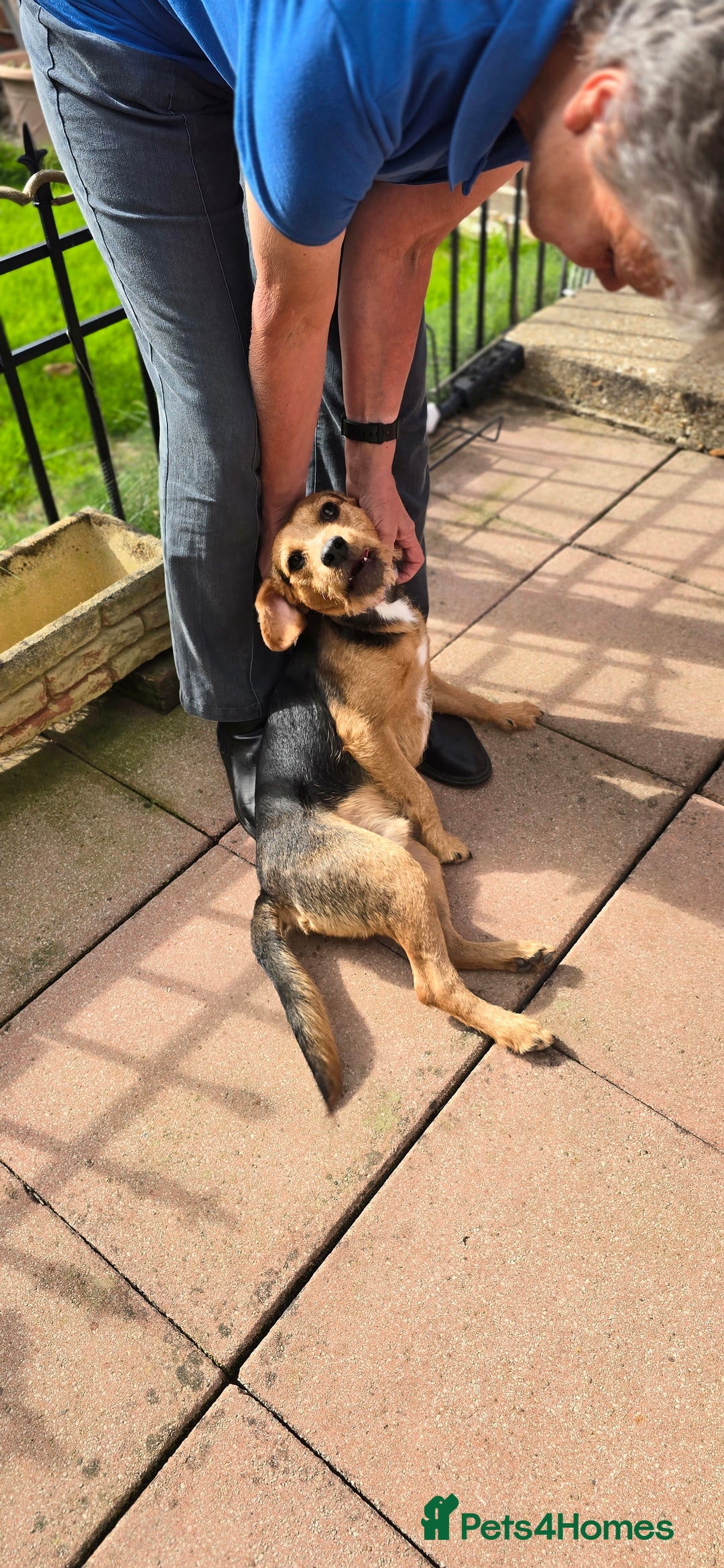 Mixed Breed dogs for adoption: Toby the Terrier - Image 15