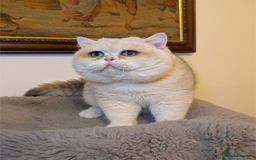 British Shorthair cats for sale: Absolute diva  - Advert 2