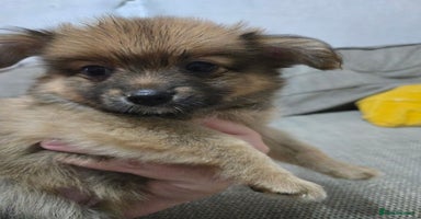 Pomchi dogs - Advert 4
