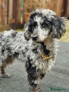 Toy Poodle dogs Toy poodle stud  in Newport - Advert 2