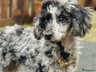 Toy Poodle dogs Toy poodle stud in Newport - Advert 17