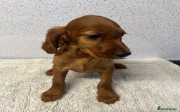 Irish Setter dogs for sale: Out standing litter of kc reg Irish setters - Image 23