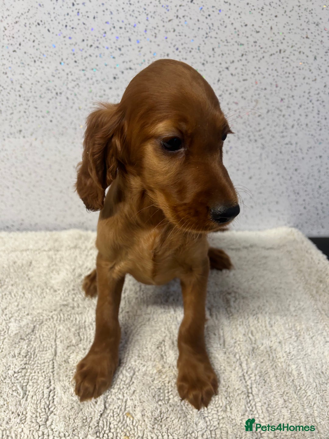 Irish Setter dogs for sale: Out standing litter of kc reg Irish setters - Image 23
