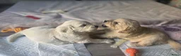 Golden Retriever dogs for sale: Adorable Golden Retriever Puppies for Sale! - Advert 4