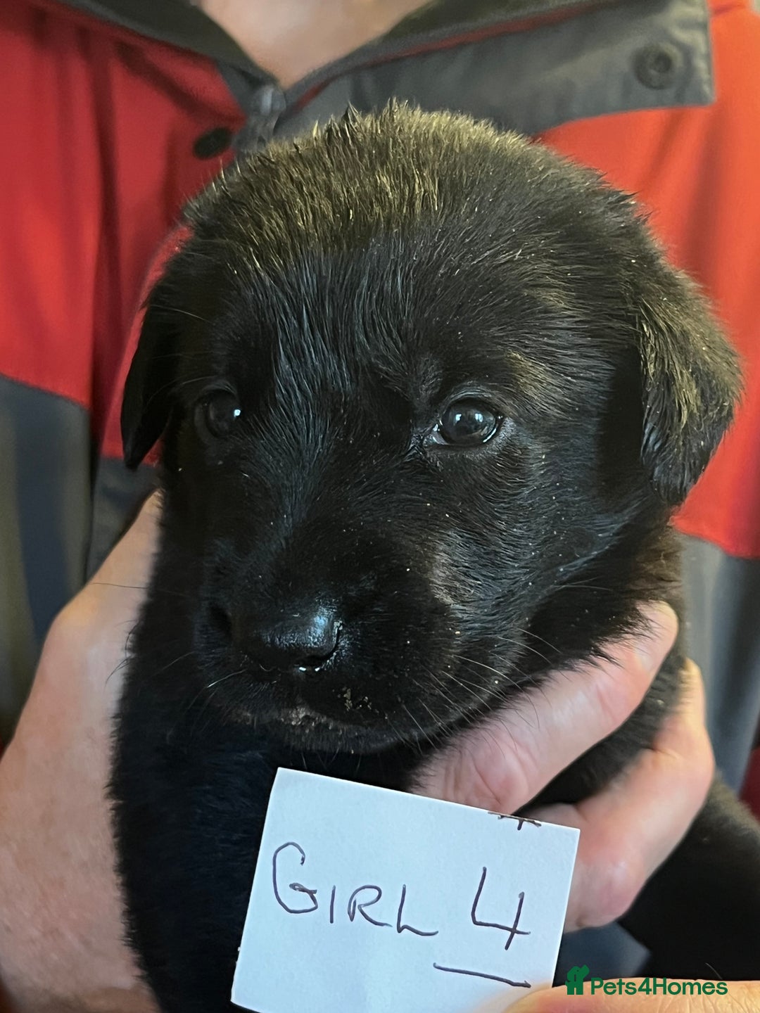 Mixed Breed dogs for sale: Black Shepherd Puppies - Advert 7