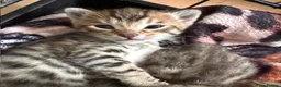 Savannah cats for sale: Gorgeous Spotty Savannah Babies - 2 Girls Left  - Advert 10