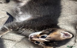 Russian Blue cats for sale: ✨RUSSIAN BLUE KITTEN FOR SALE  - Image 8