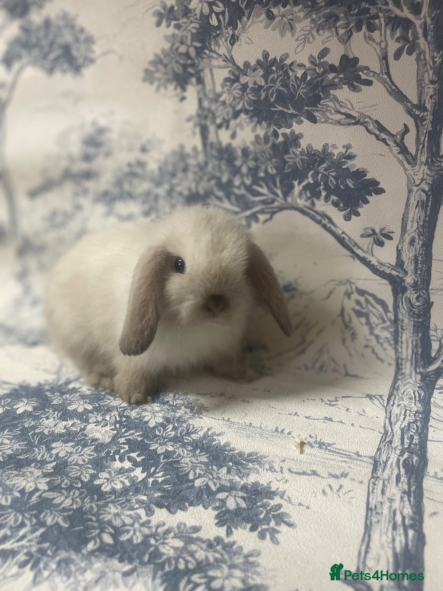 Mini Lop rabbits Stunning litter of mini lop bunnies  - Advert 1