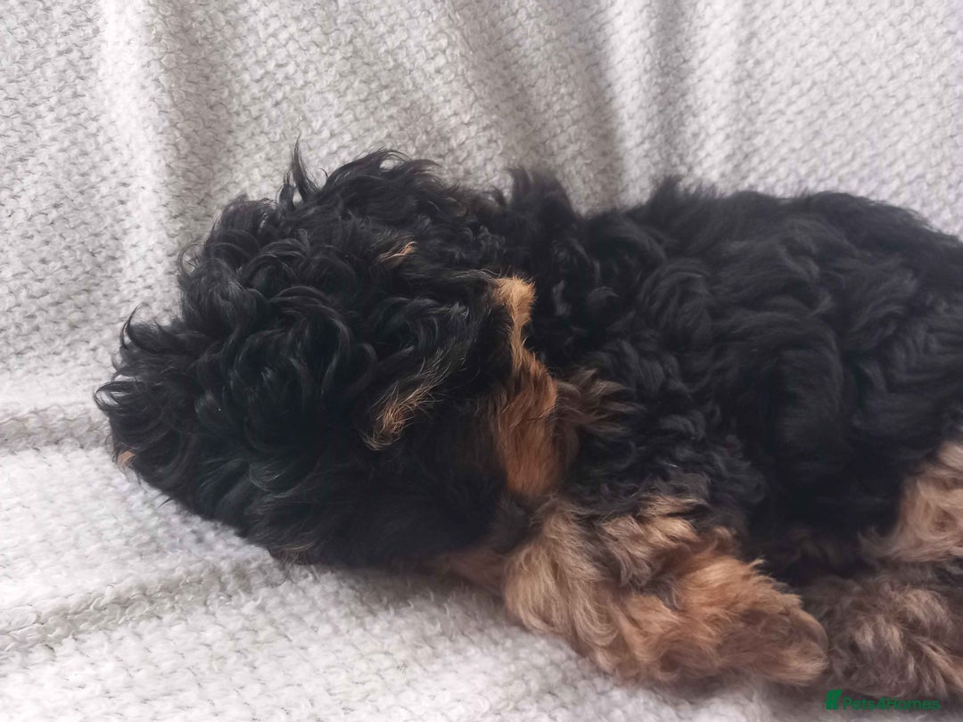 Shihpoo dogs for sale: Teddy Bear Shih Poo Girl – Super Fluffy  - Advert 7