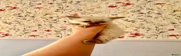 Ragdoll cats for sale: Remarkable Ragdolls  - Advert 3