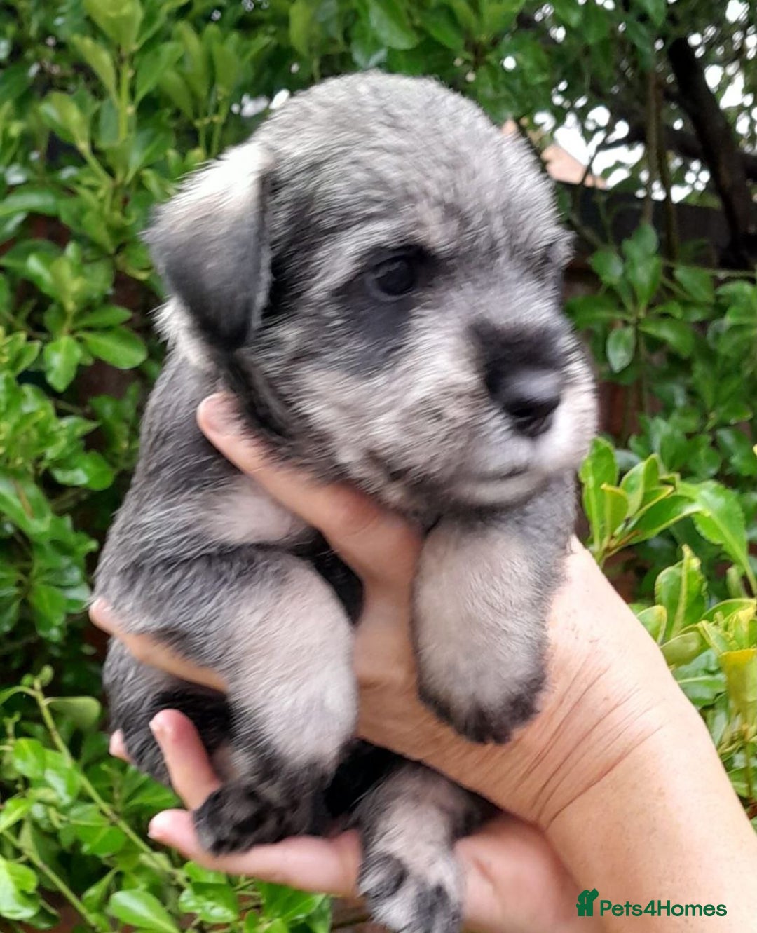 Schnauzer dogs for sale: Standard Schnauzer Puppies  - Advert 7