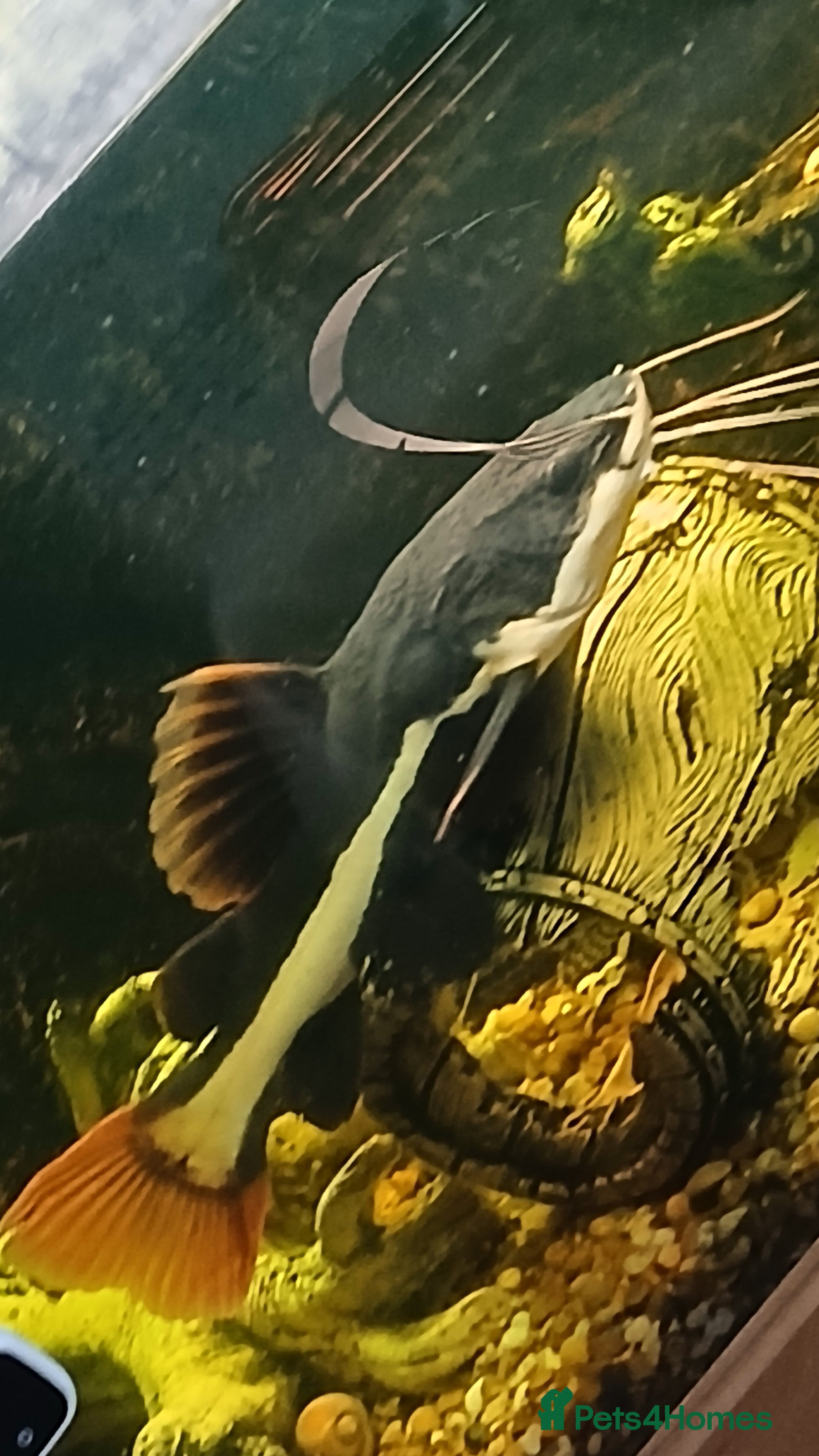 Catfish fish  Large Phractocephalus hemioliopterus - Advert 13