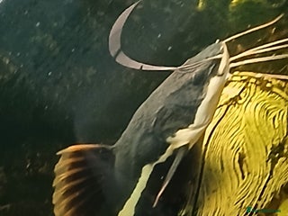 Catfish fish for sale: Large Phractocephalus hemioliopterus - Advert 1