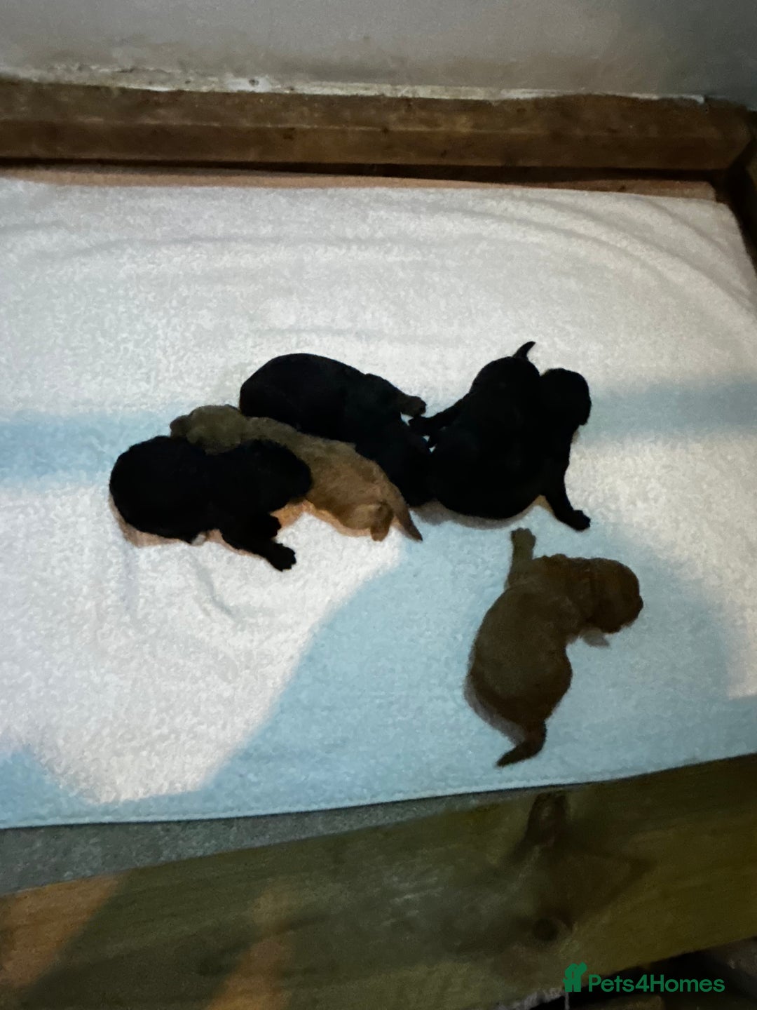 Cockapoo dogs for sale: Toy Cockapoo’s  - Advert 17