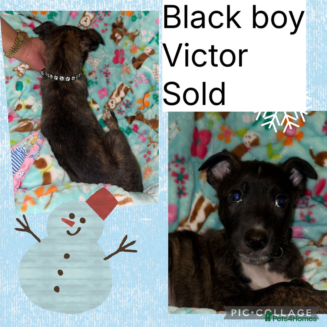 Belgian Shepherd Dog dogs for sale: 🐾 Belgian Malinois x Dutch Herder Puppies 🐾 - Advert 15