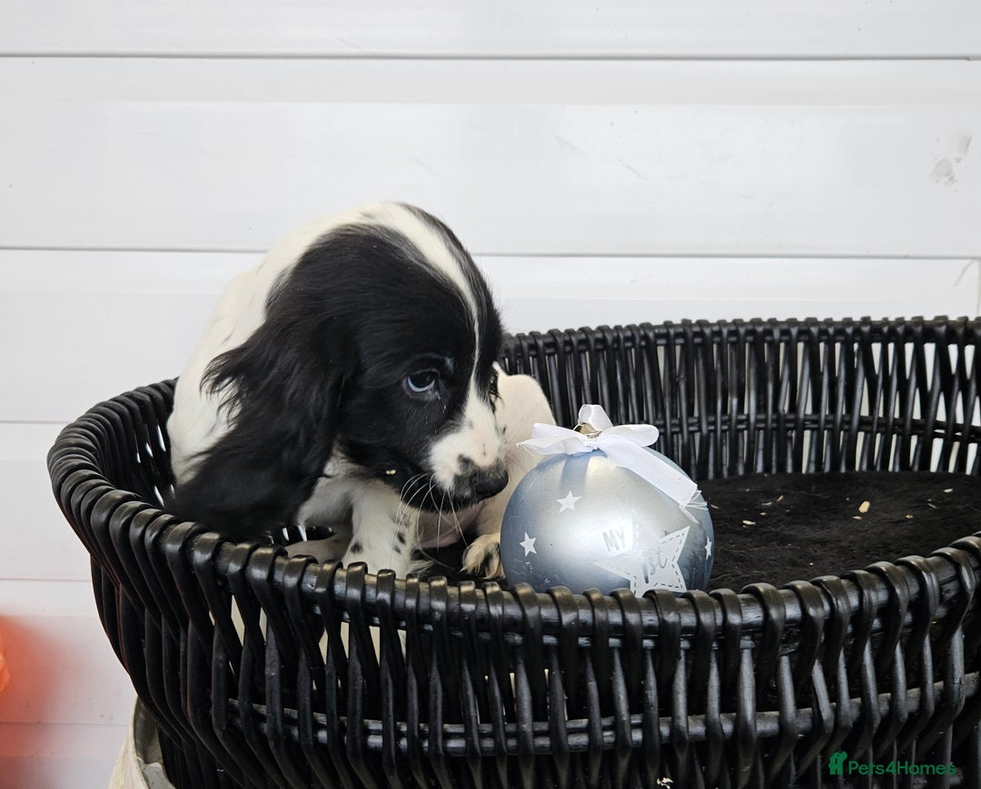 Cocker Spaniel dogs for sale: Working type rare marking cocker spaniels - Advert 10