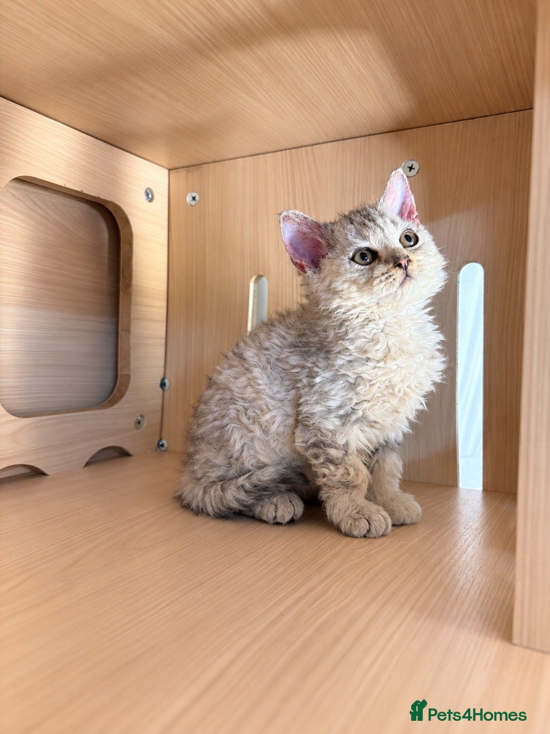 Selkirk Rex cats Tica Beautiful Selkirk Rex Shorthair Kittens  - Advert 7