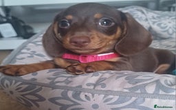 Miniature Dachshund dogs for sale: Mini dachshund  - Image 12