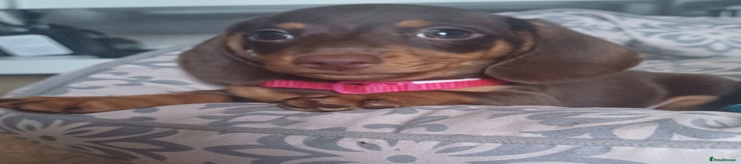Puppy 1 (pink collar)
