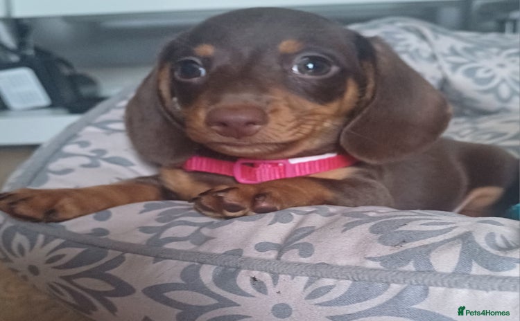 Miniature Dachshund dogs - Advert 13
