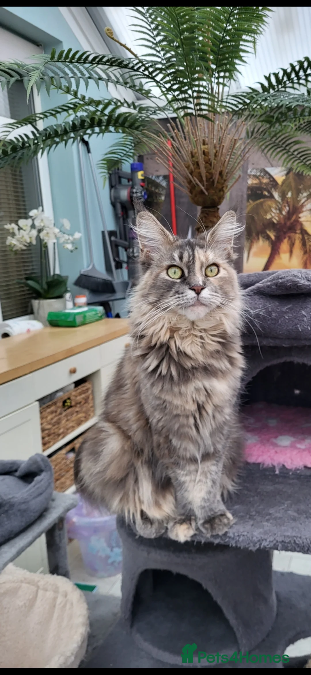 Maine Coon cats for sale:  Male Maine coon kittens for sale - Advert 15