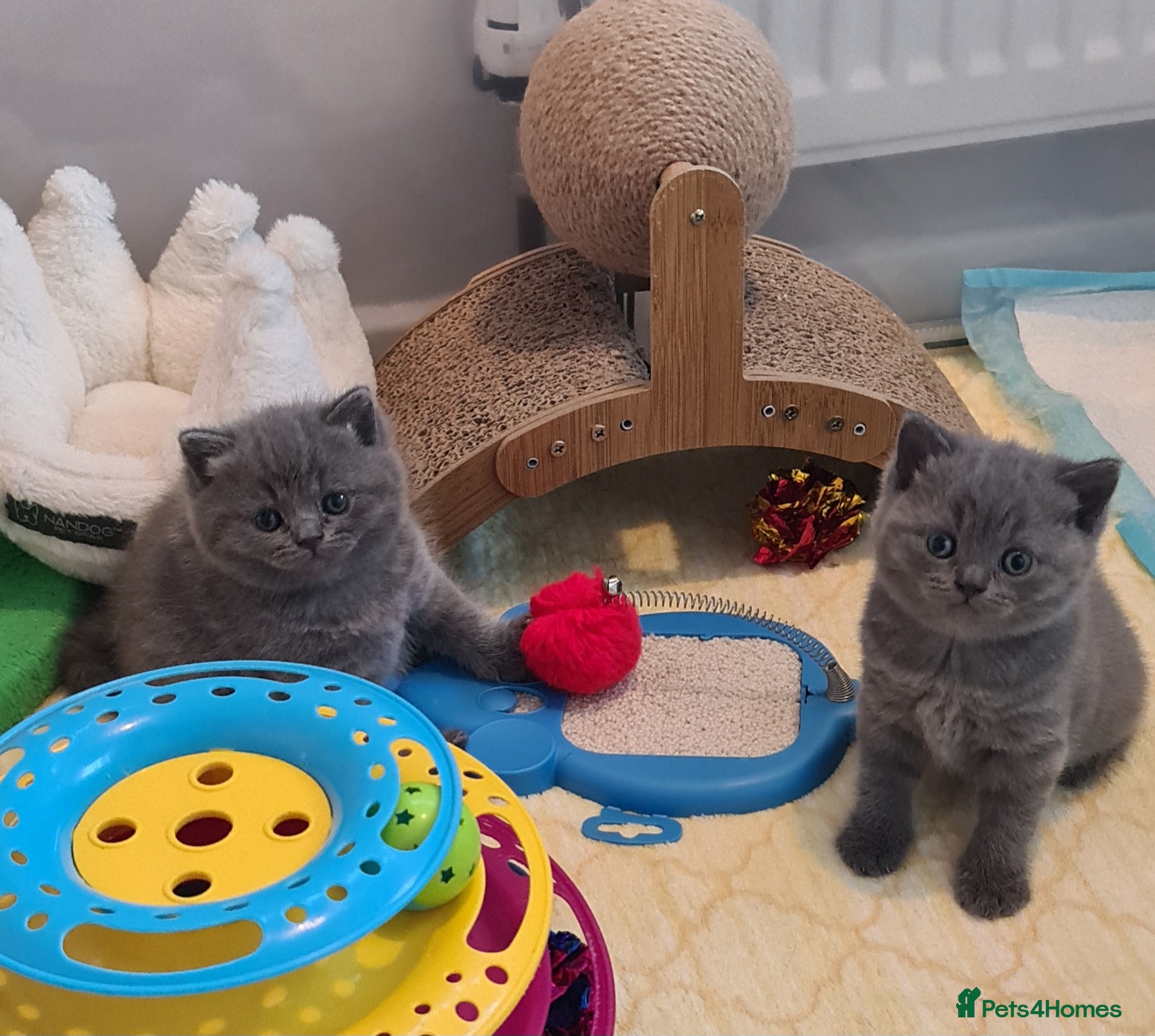 British Shorthair cats British ShortHair Kittens 💝GCCF  - Advert 1